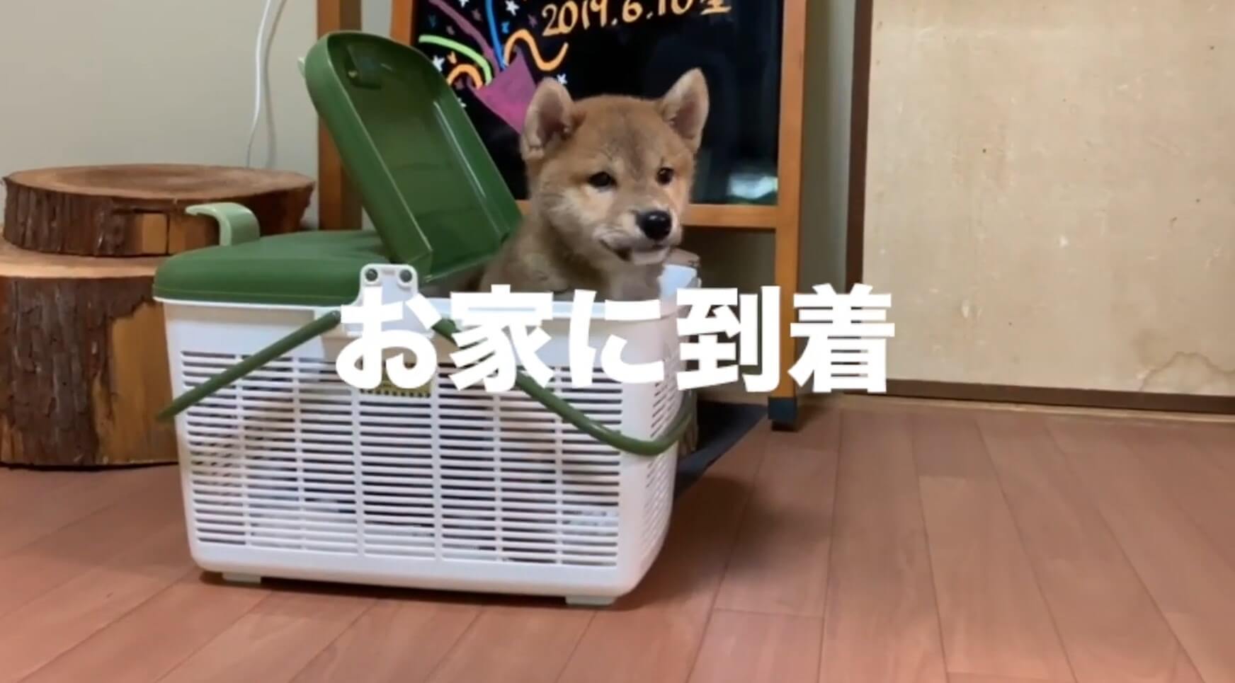 柴犬,YouTube