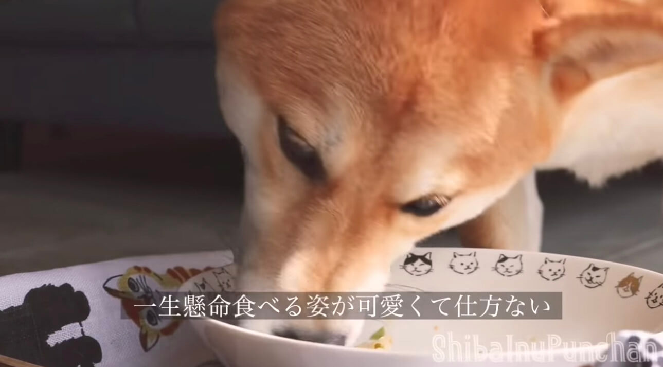 柴犬,YouTube
