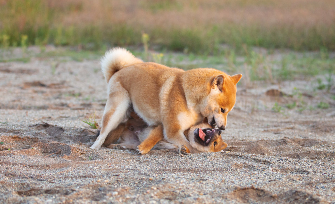 柴犬,ワンフー,ラブガド