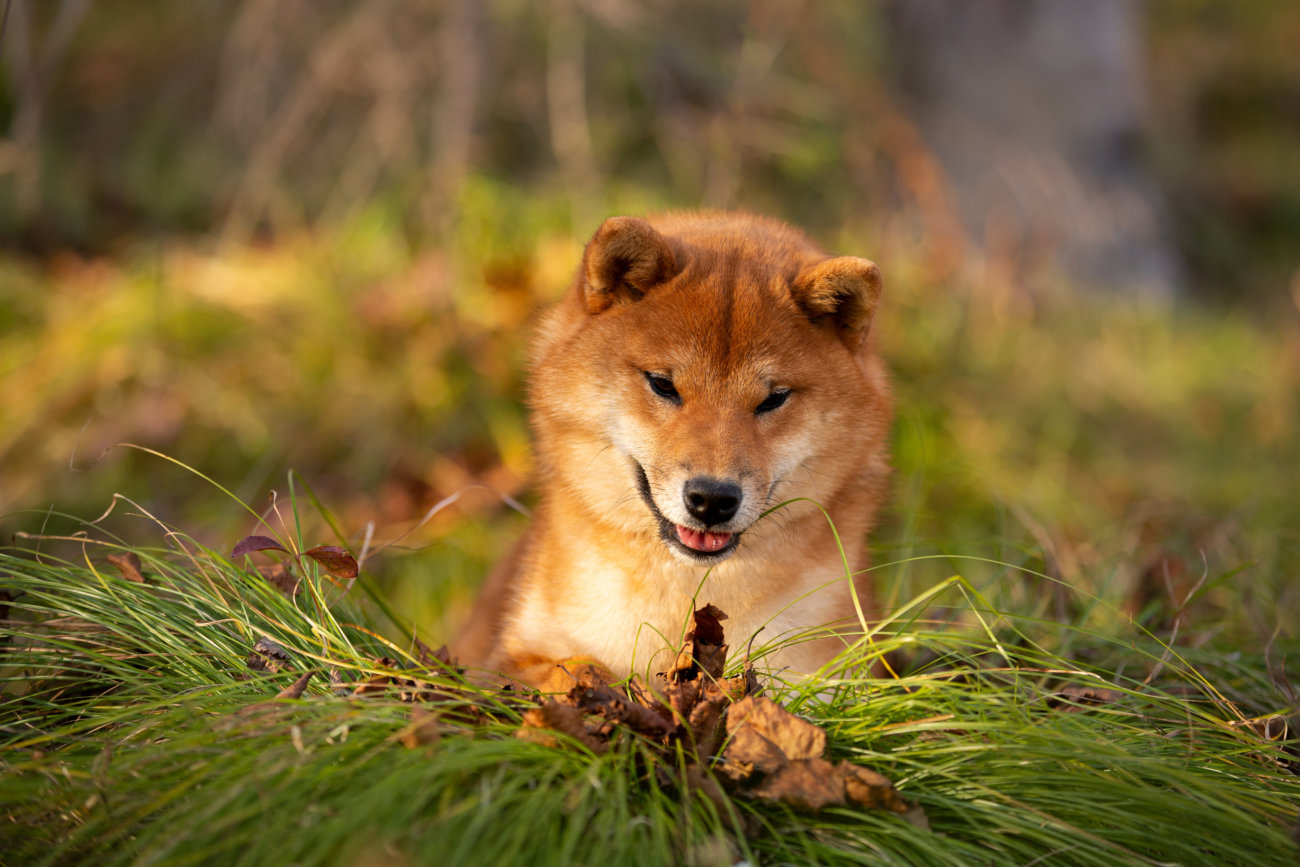 柴犬,ワンフー,ラブガド