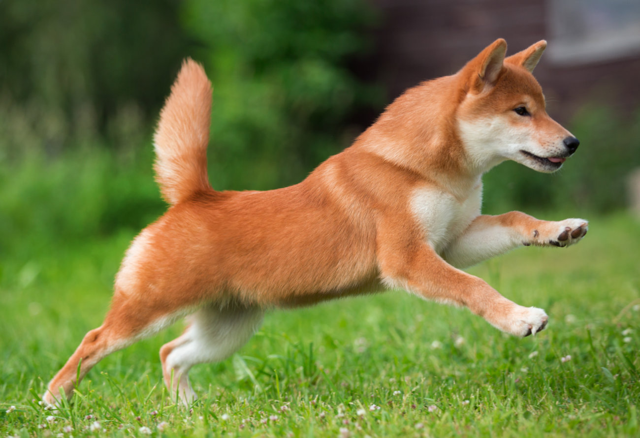 柴犬,ワンフー,ラブガド