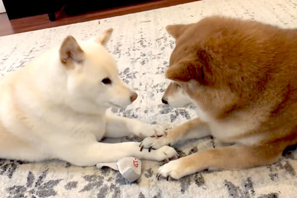 仲良し柴犬さん♡ 仲良し柴犬御一行さま✨ 見事な袴姿のご紹介です！ 本当にありがとうご