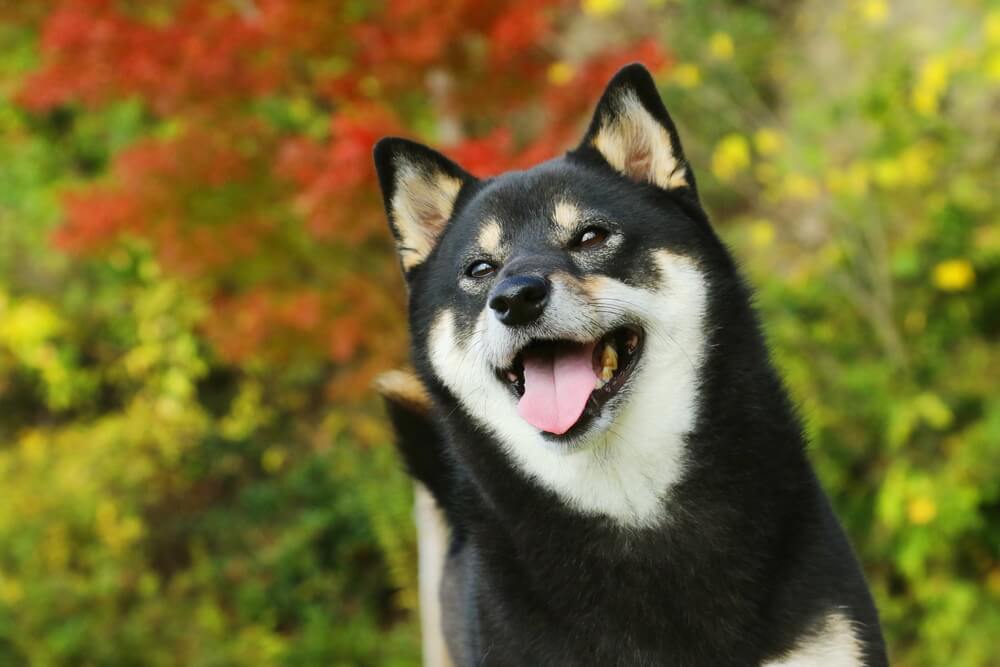 柴犬