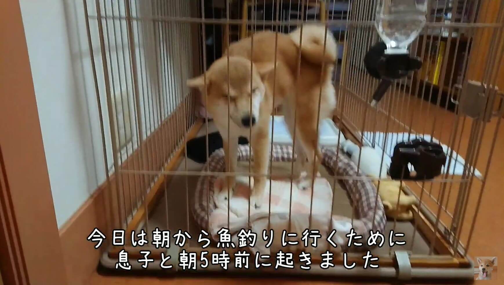 柴犬,YouTube
