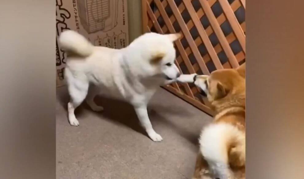 柴犬,YouTube