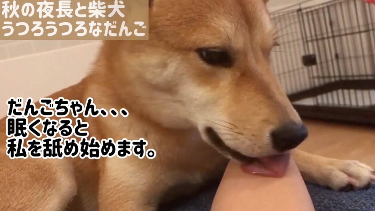 柴犬,YouTube