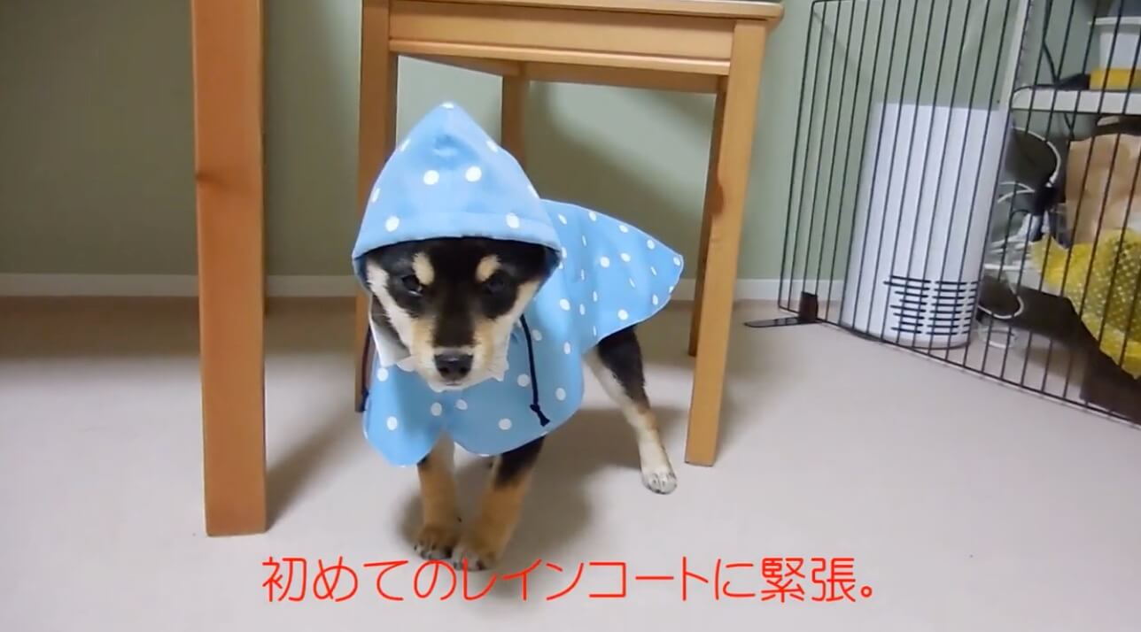 柴犬,YouTube