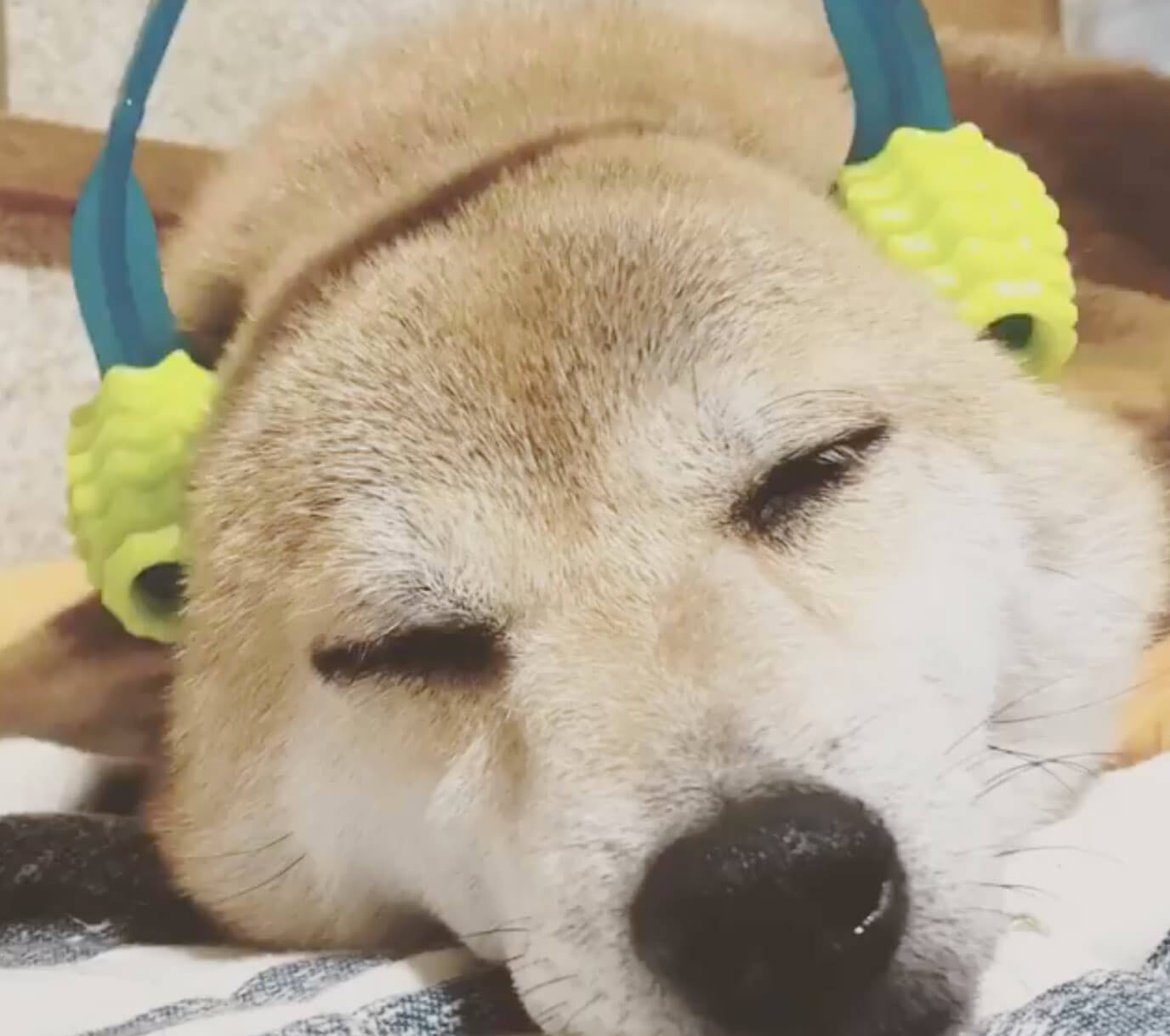 柴犬,Instagram
