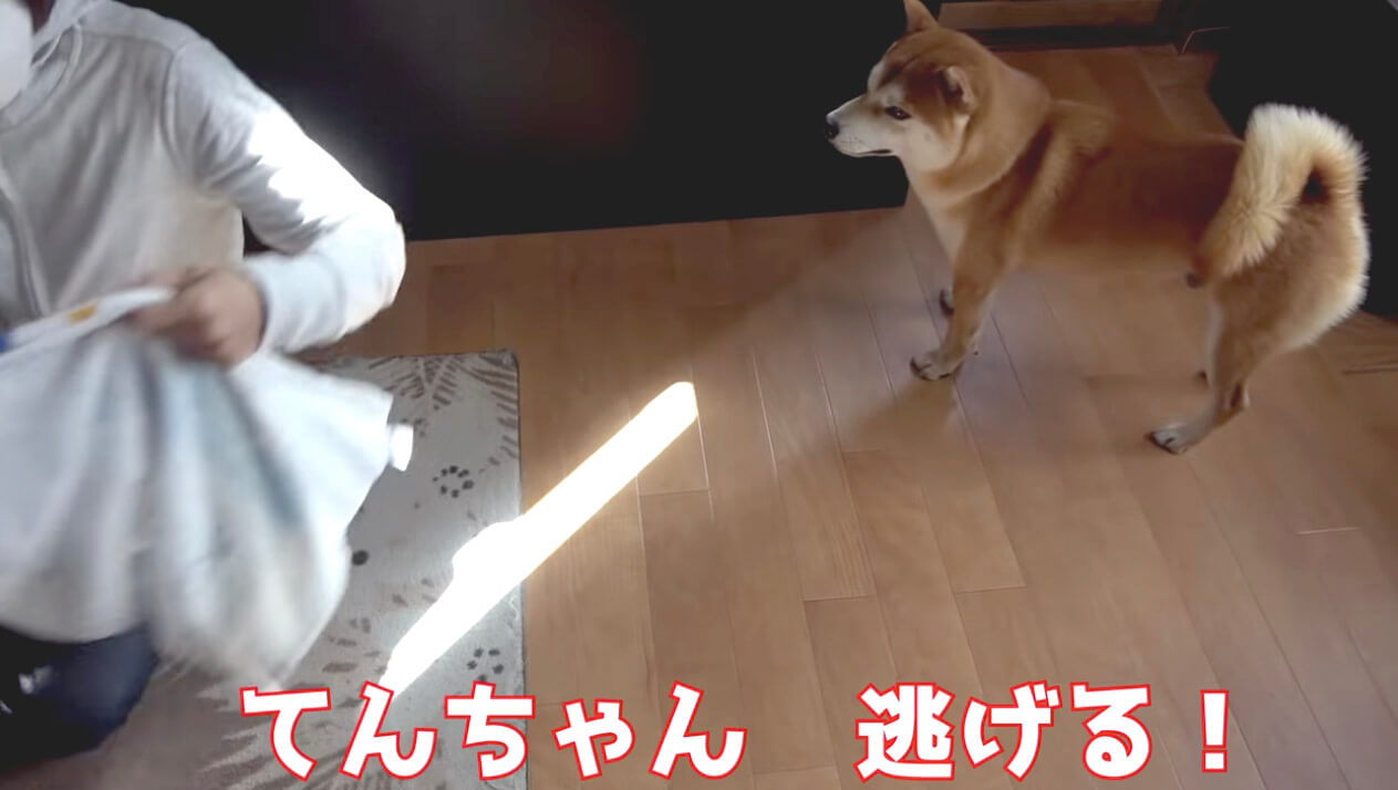 柴犬,YouTube