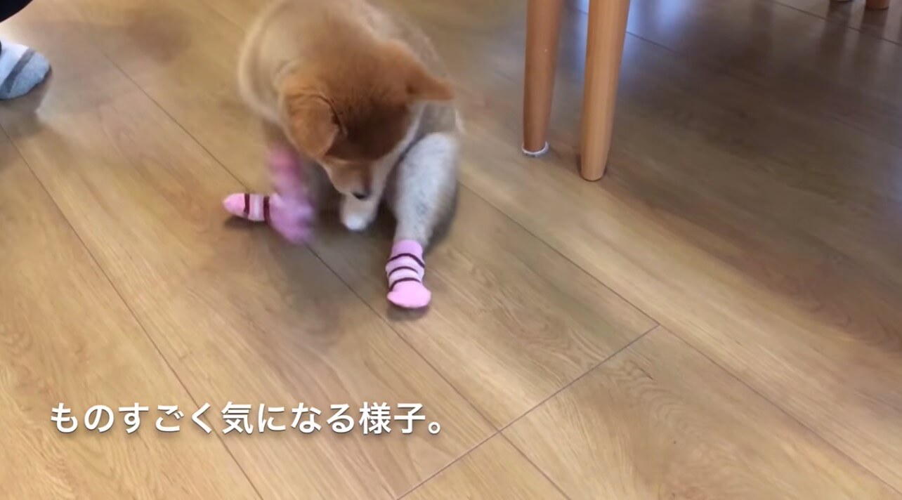 柴犬,YouTube