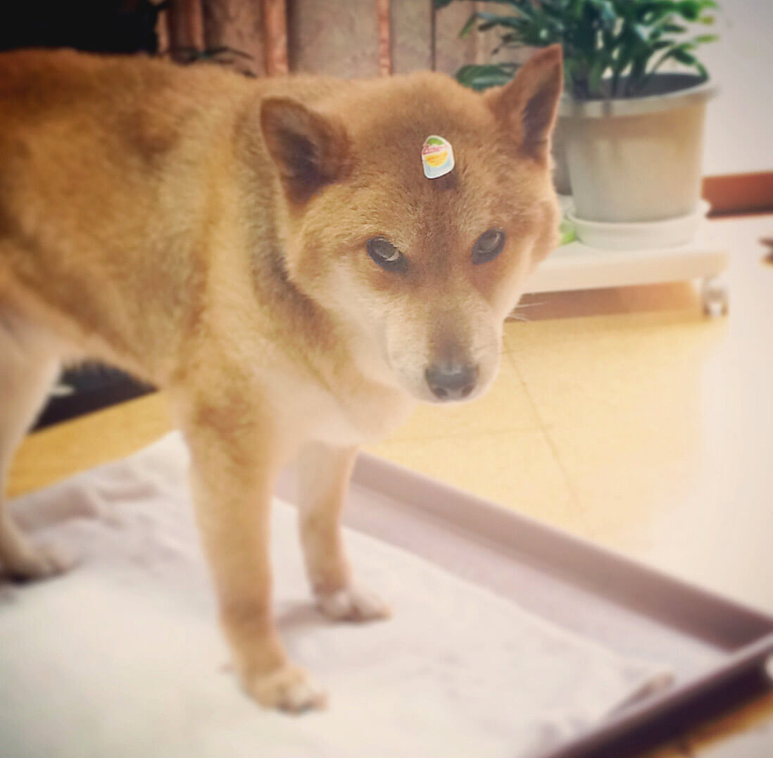 柴犬,Instagram