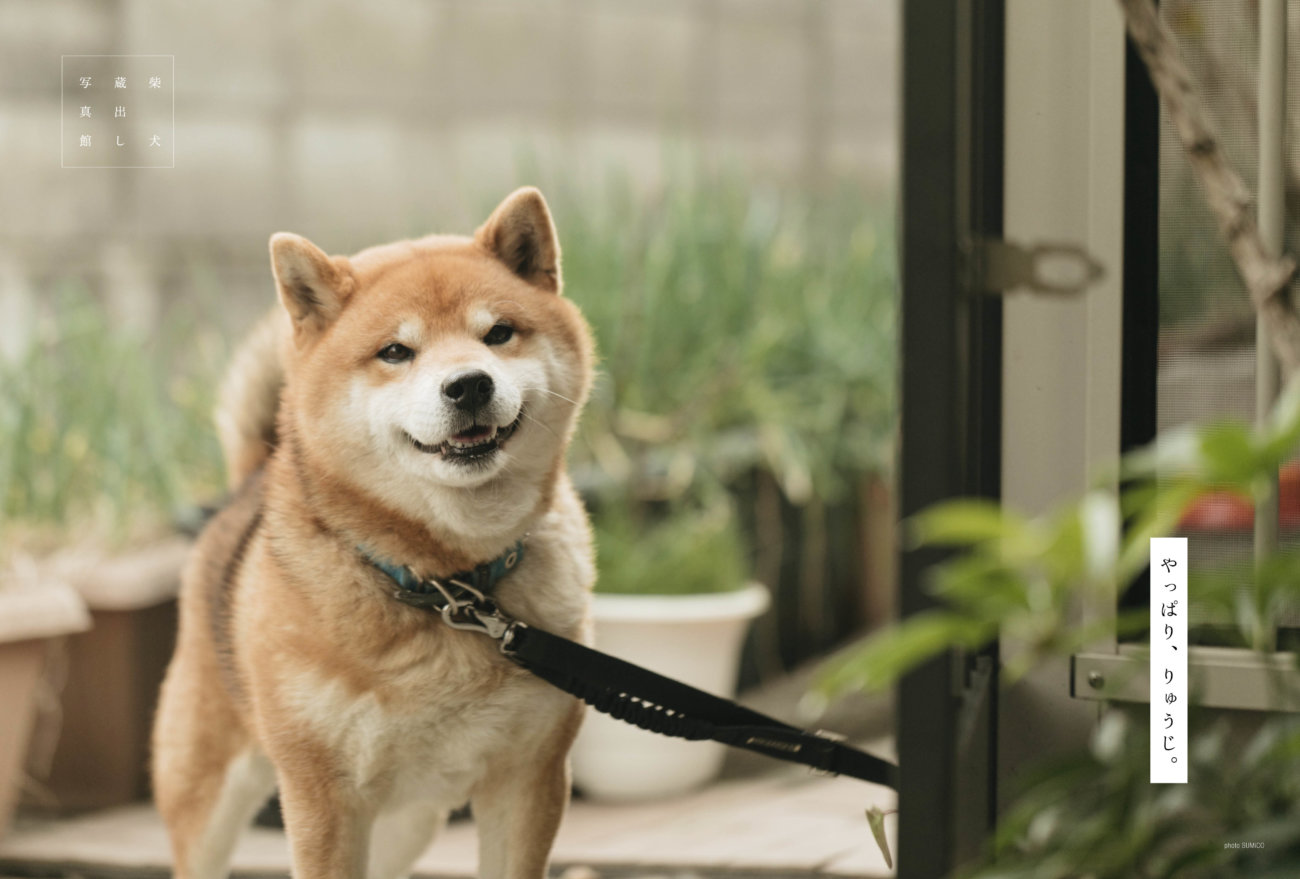 雑誌版,柴犬ライフ