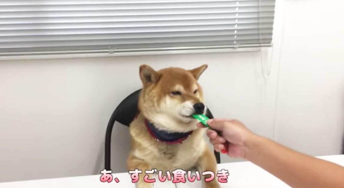 柴犬,YouTube