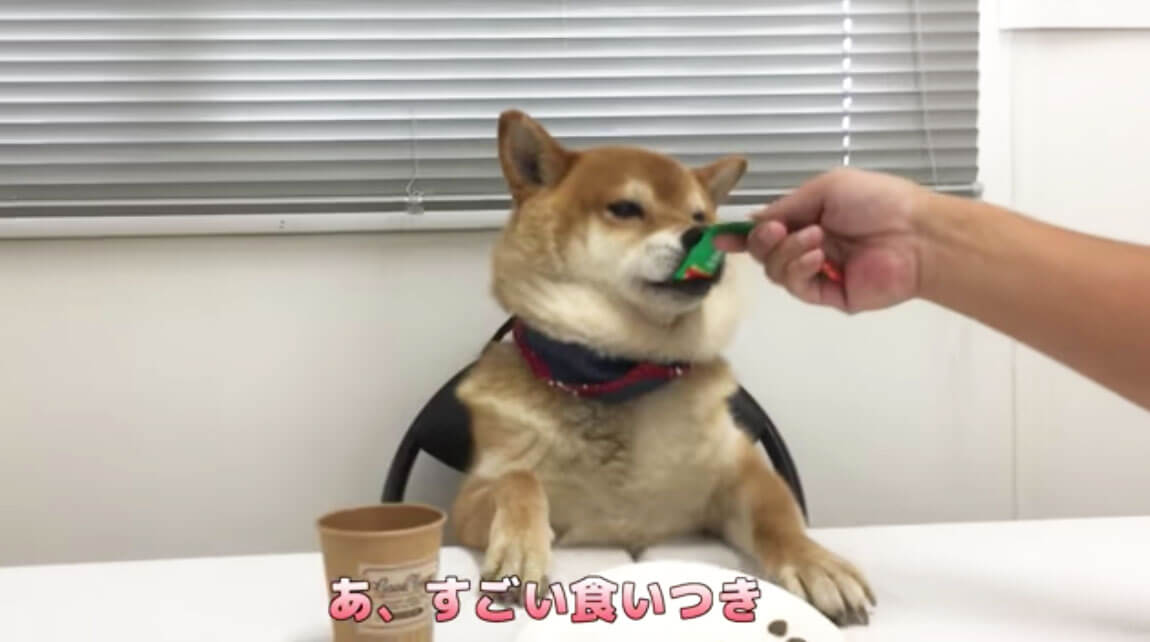 柴犬,YouTube