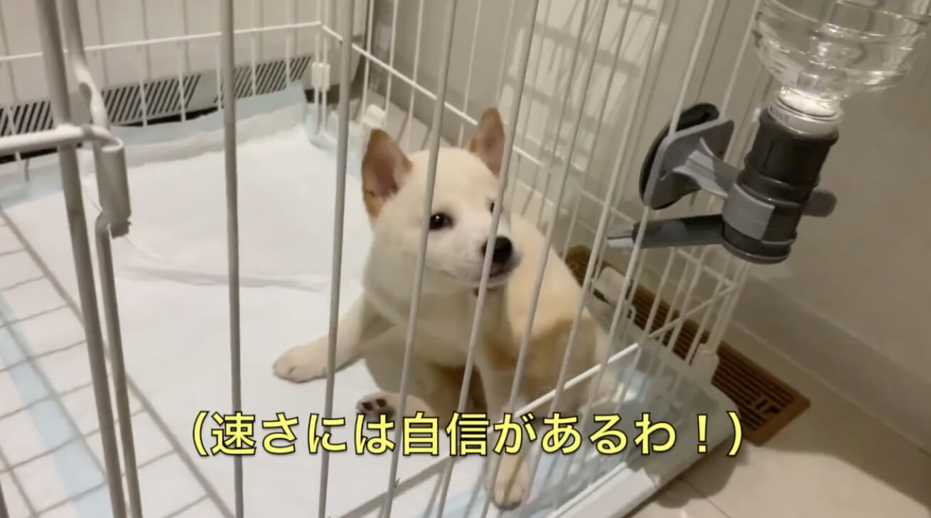 柴犬,YouTube