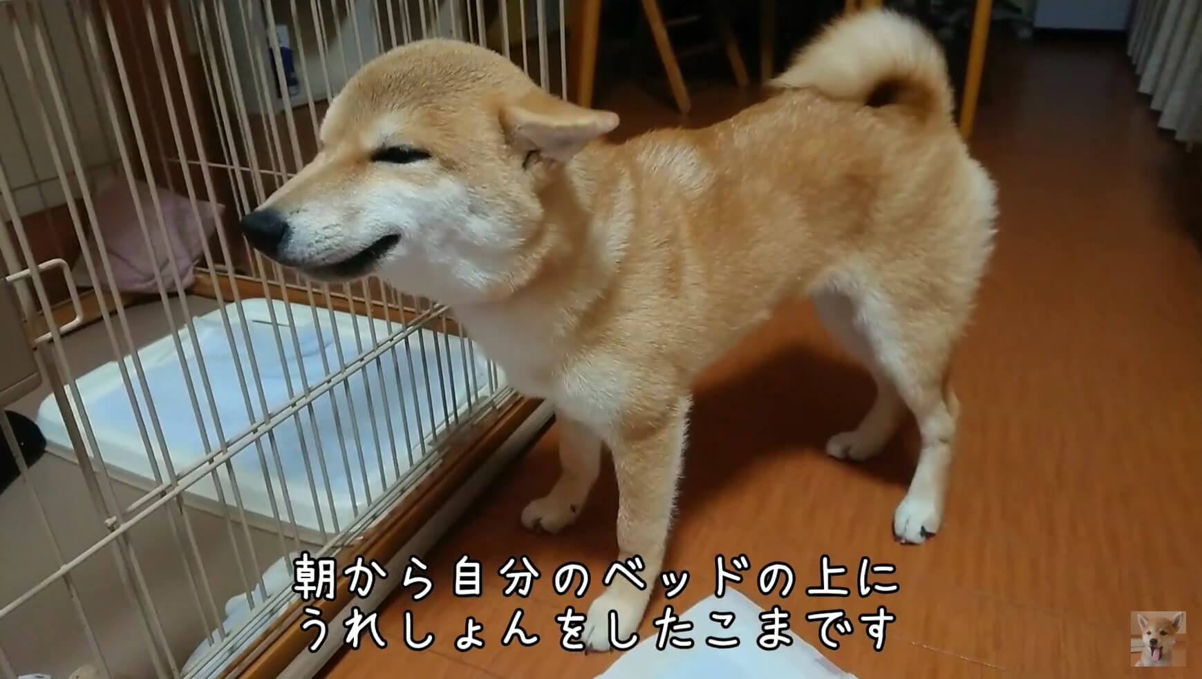 柴犬,YouTube