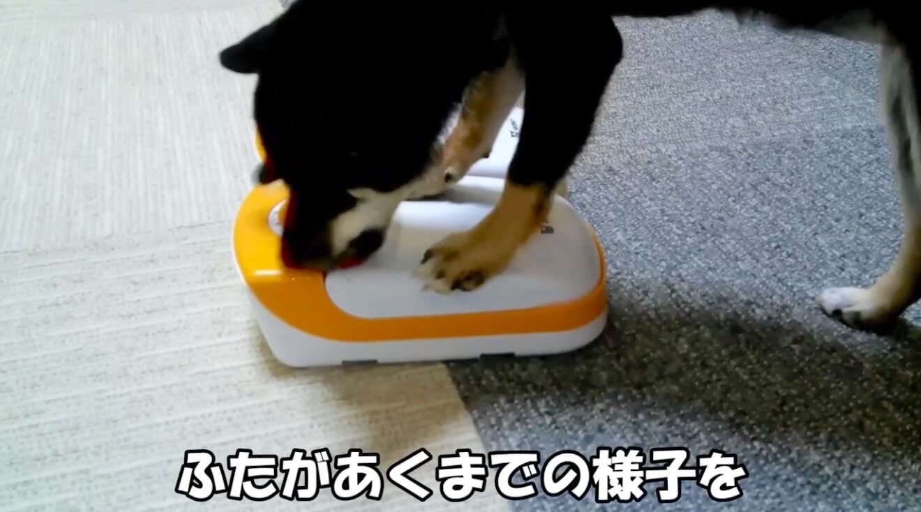 柴犬,YouTube