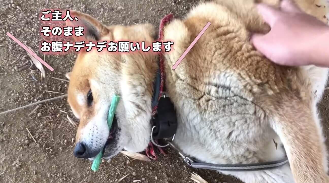 柴犬,YouTube