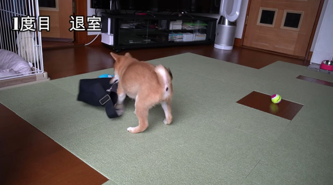 柴犬,YouTube