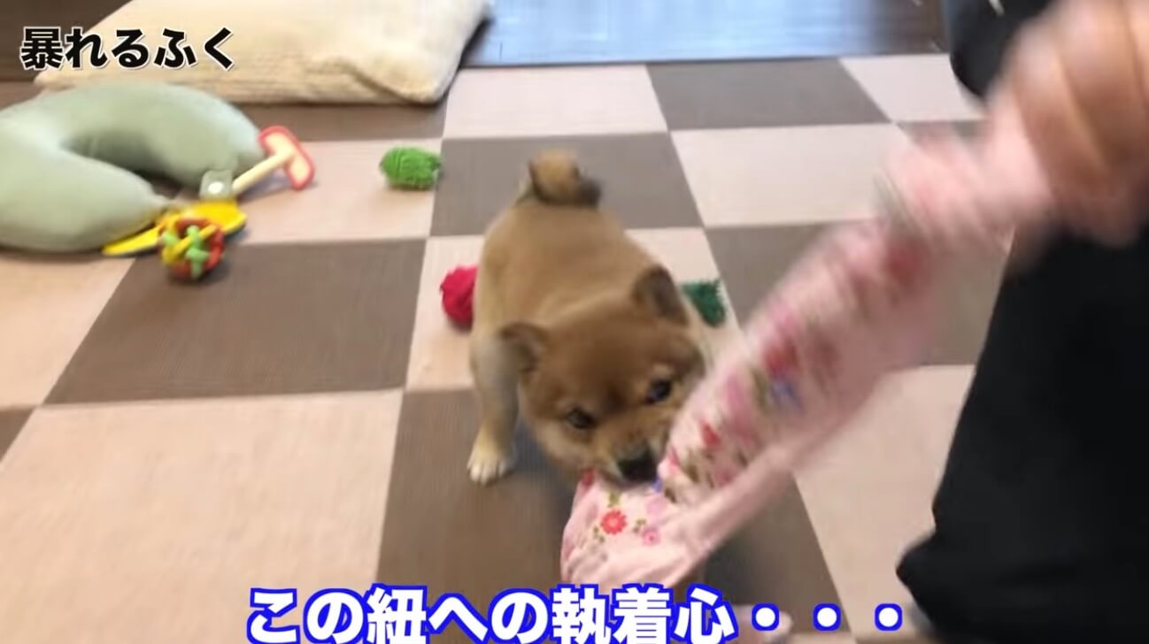 柴犬,YouTube