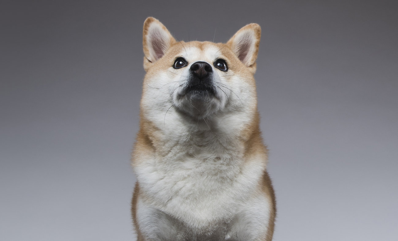 雑誌版,柴犬ライフ