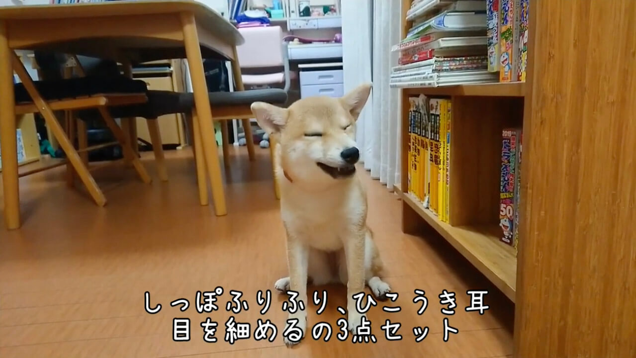 柴犬,YouTube
