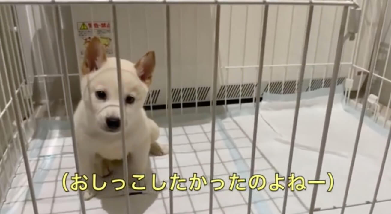 柴犬,YouTube