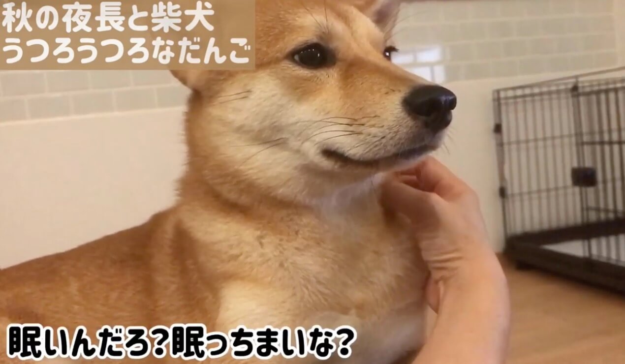 柴犬,YouTube