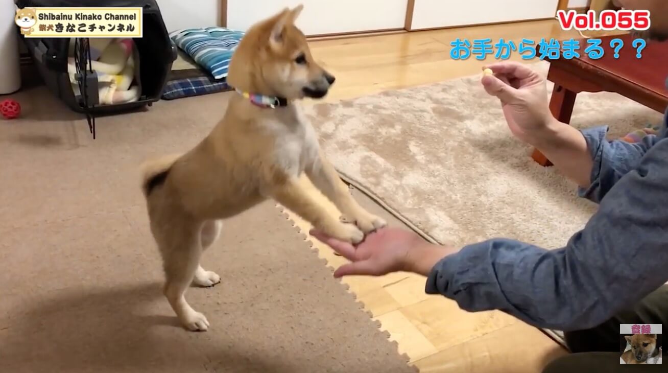 柴犬,YouTube