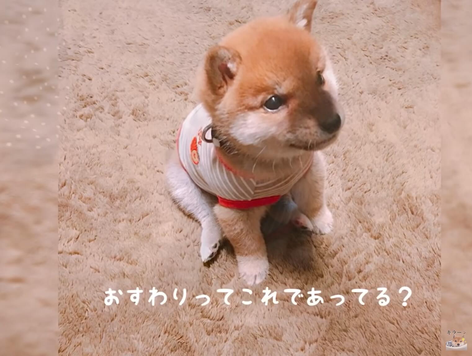 柴犬,YouTube
