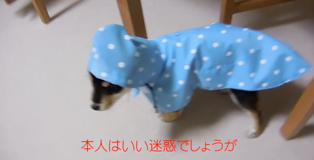 柴犬,YouTube