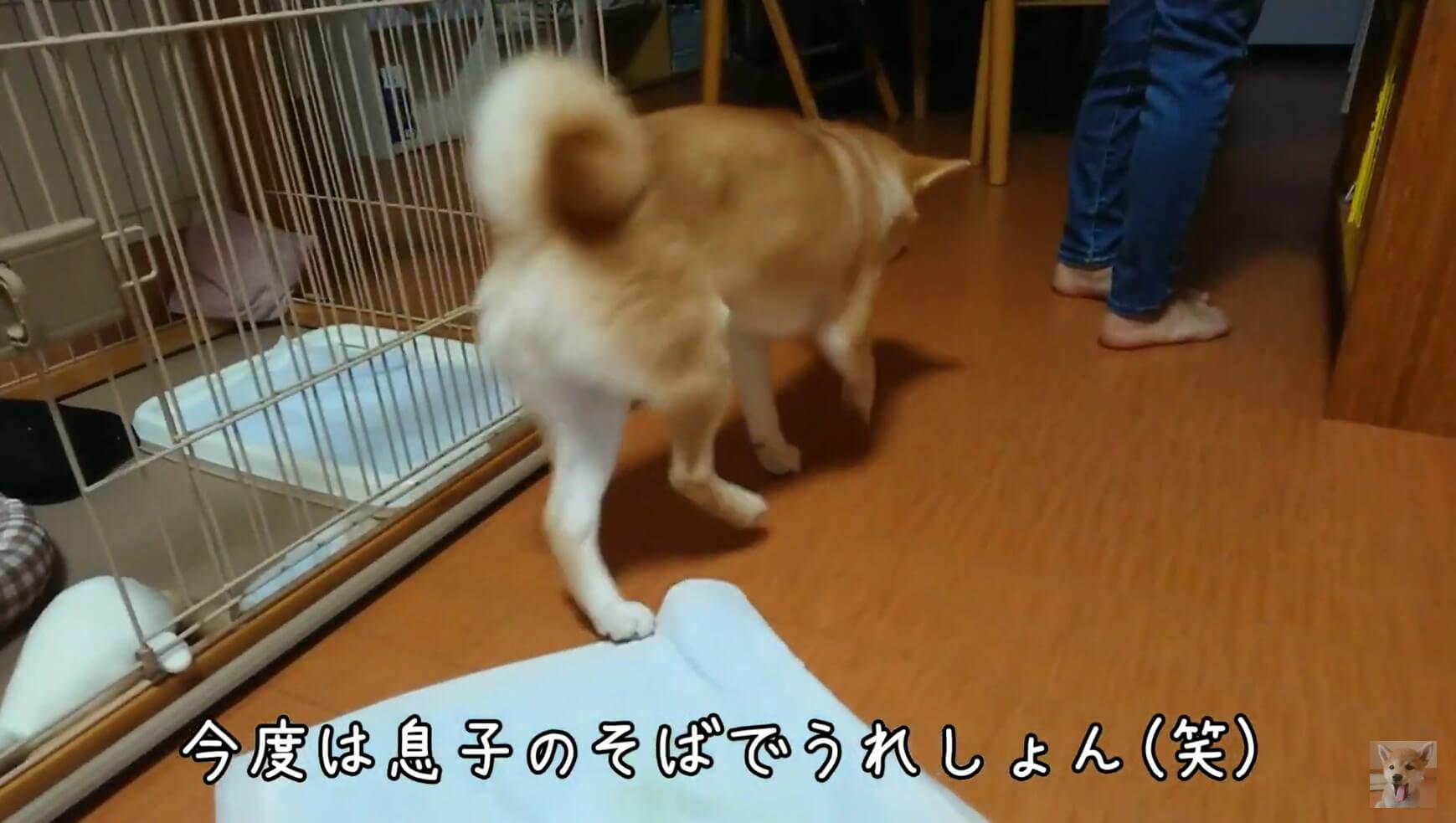 柴犬,YouTube