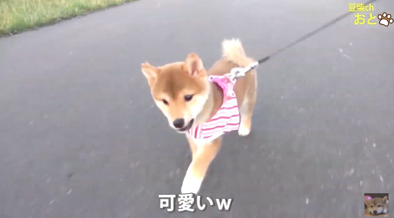 柴犬,YouTube