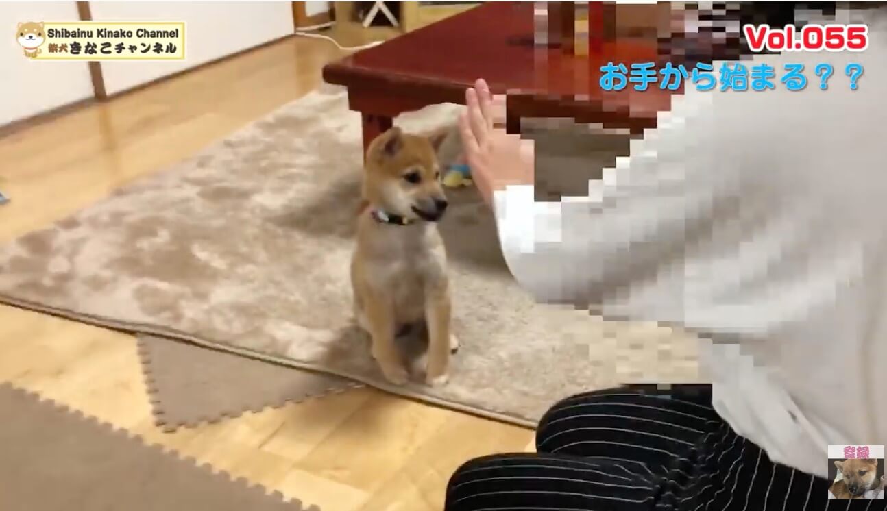 柴犬,YouTube