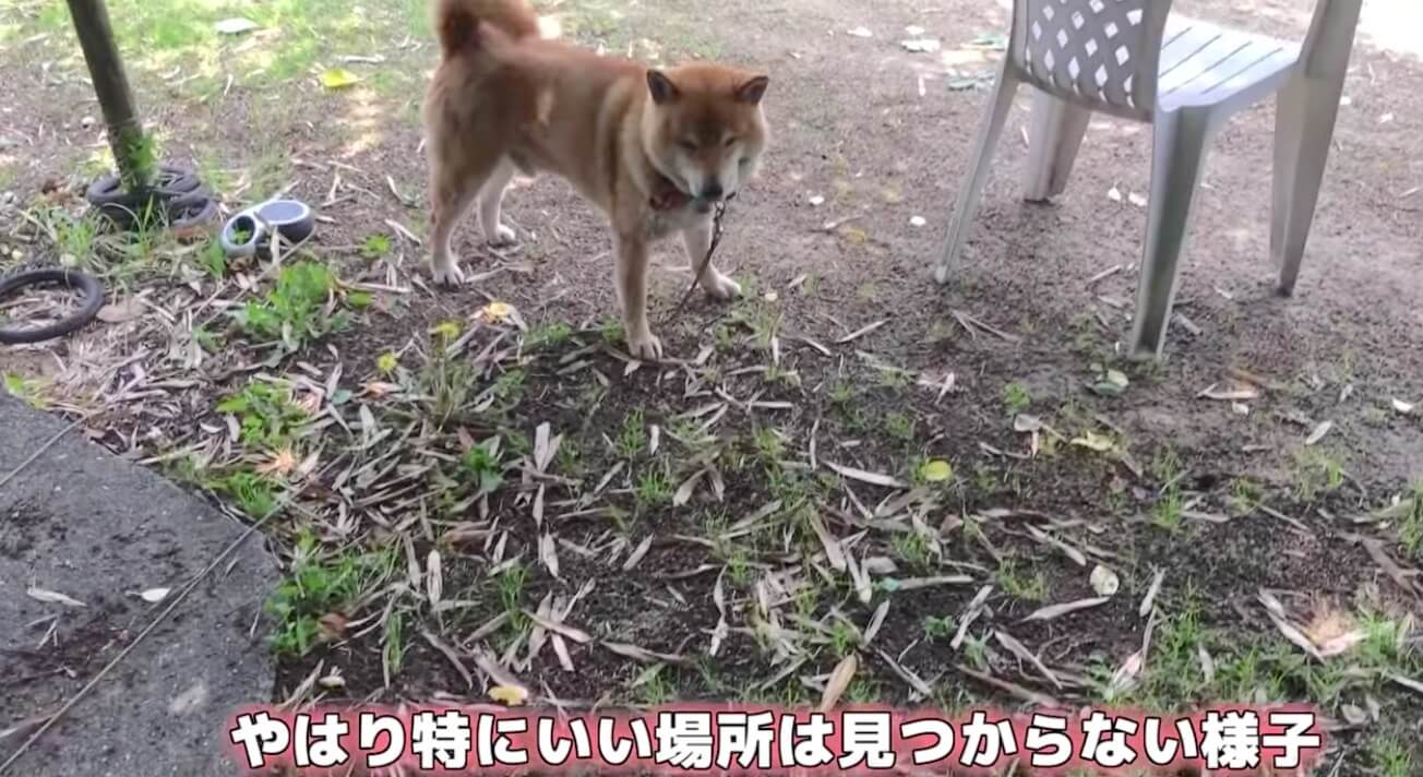 柴犬,YouTube