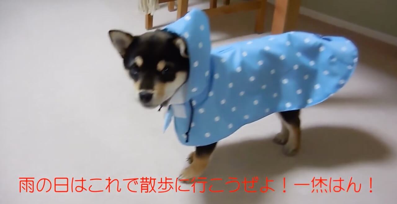 柴犬,YouTube