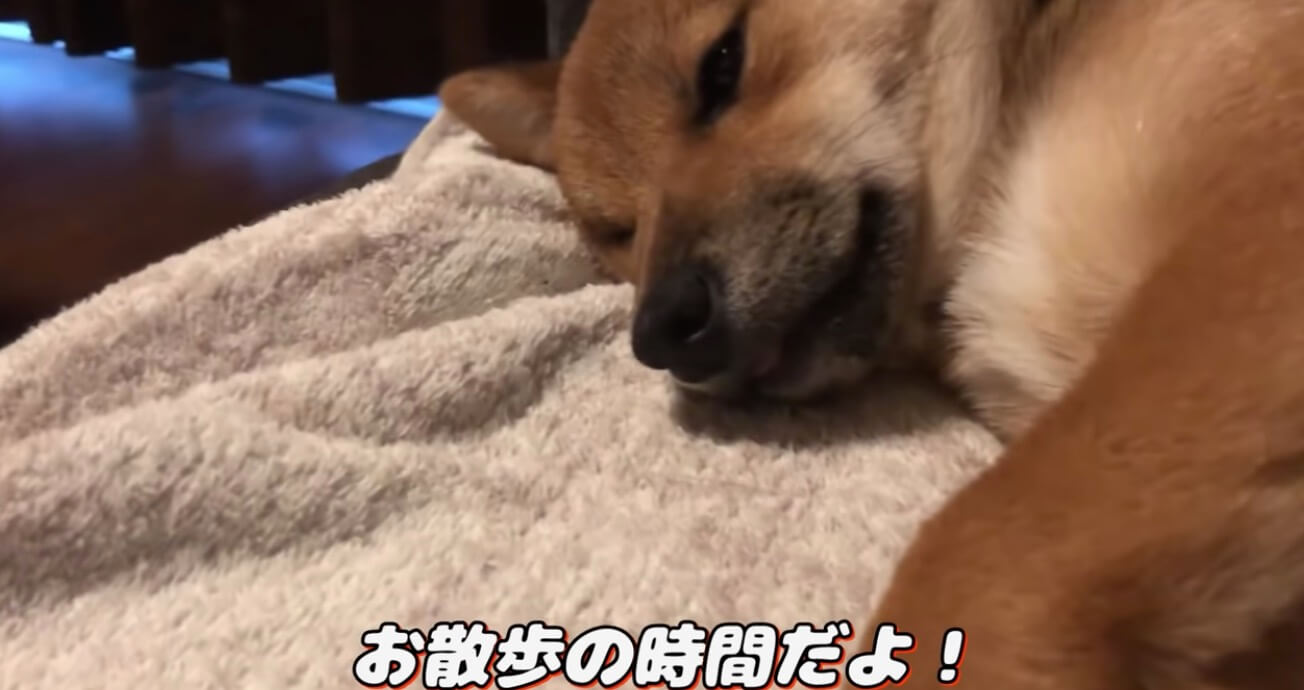 柴犬,YouTube