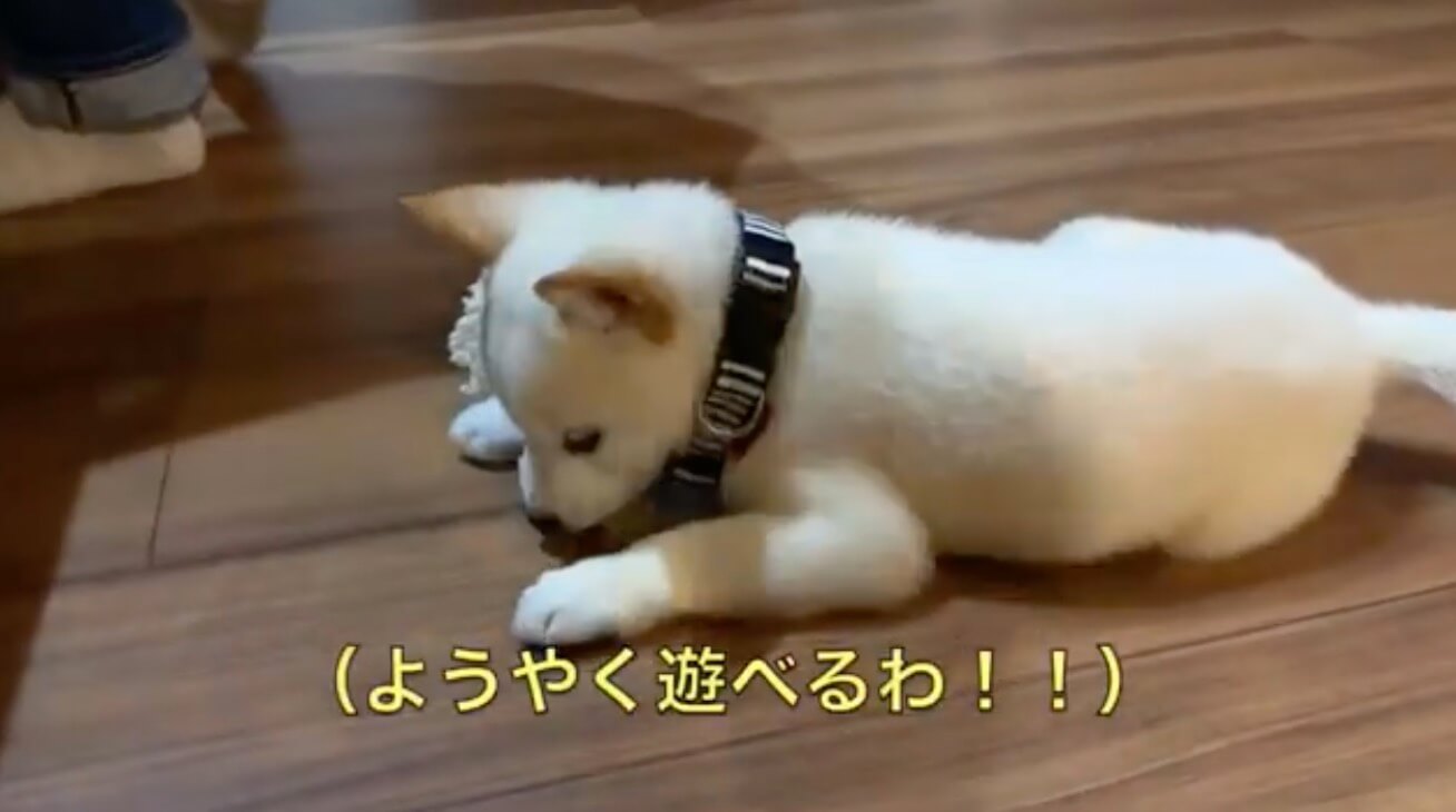 柴犬,YouTube