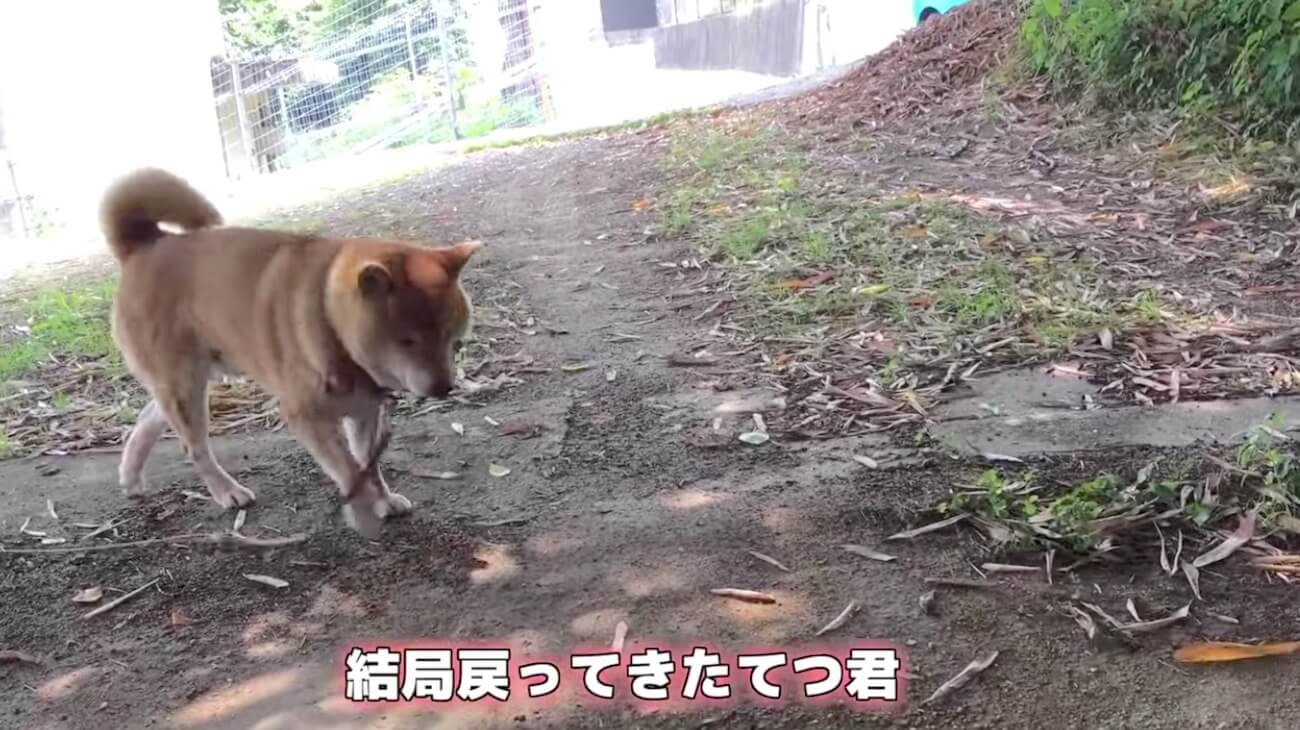 柴犬,YouTube