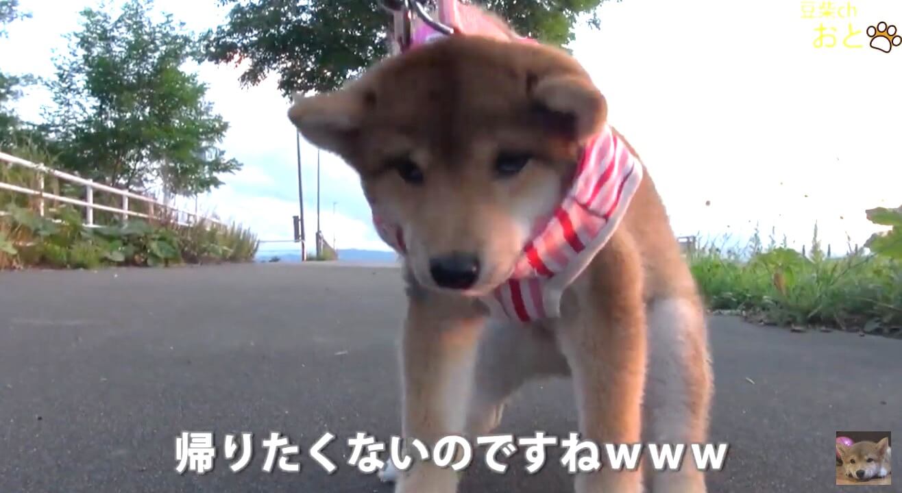 柴犬,YouTube