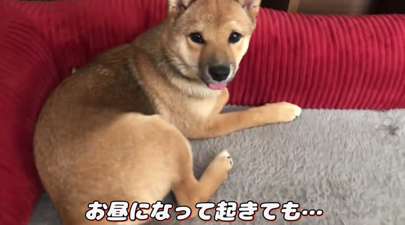 柴犬,YouTube