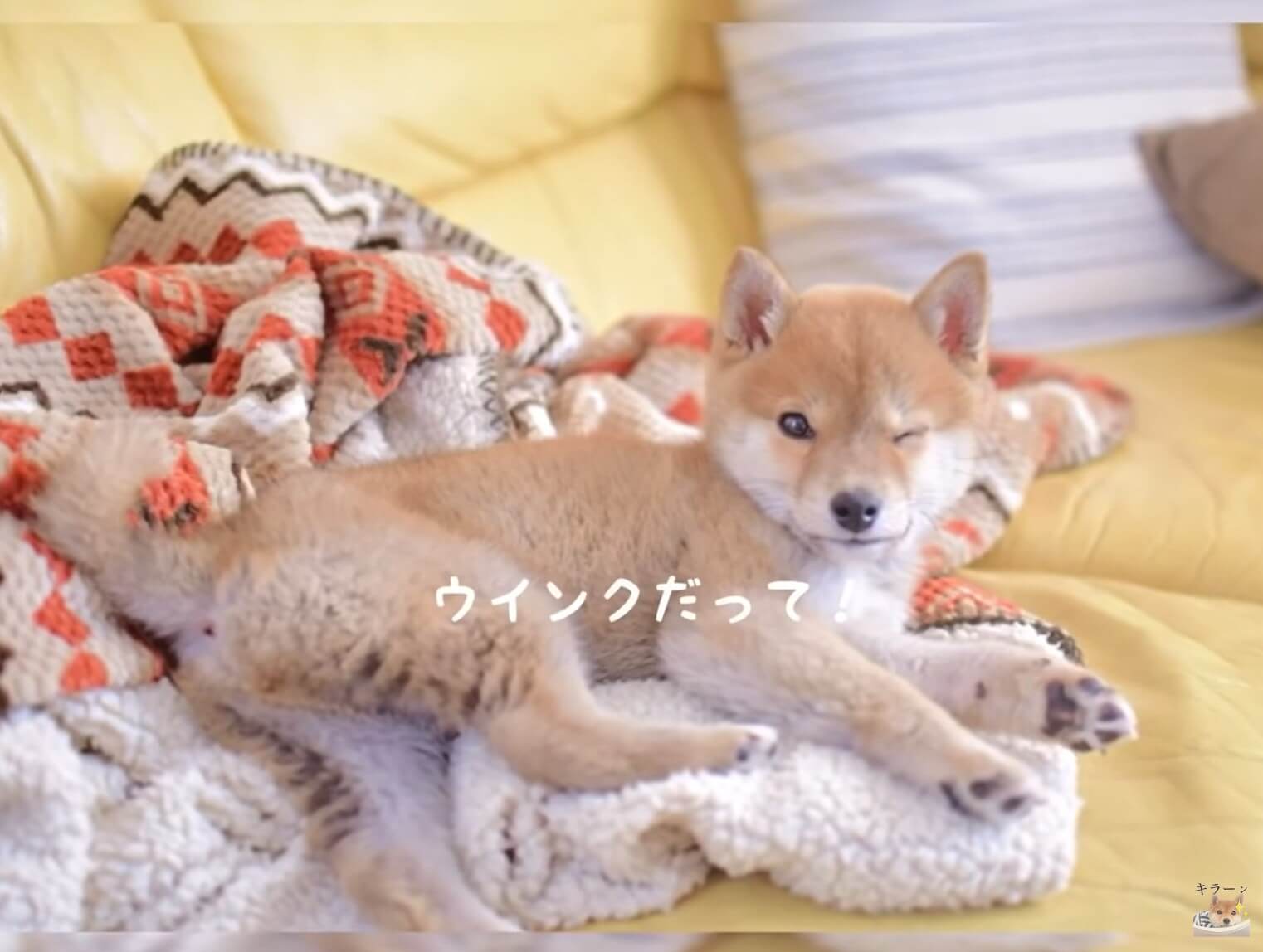柴犬,YouTube