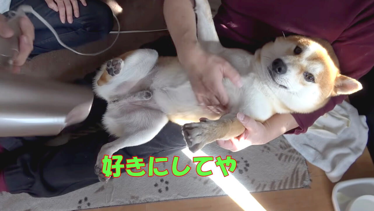 柴犬,YouTube
