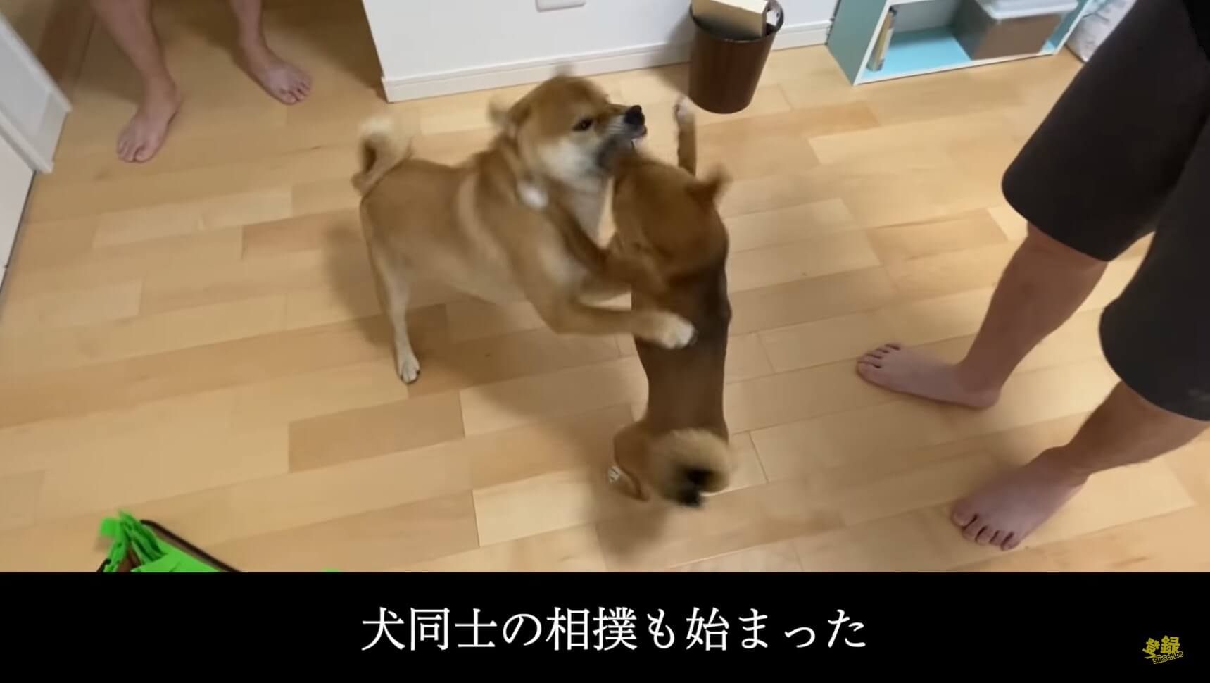 柴犬,YouTube