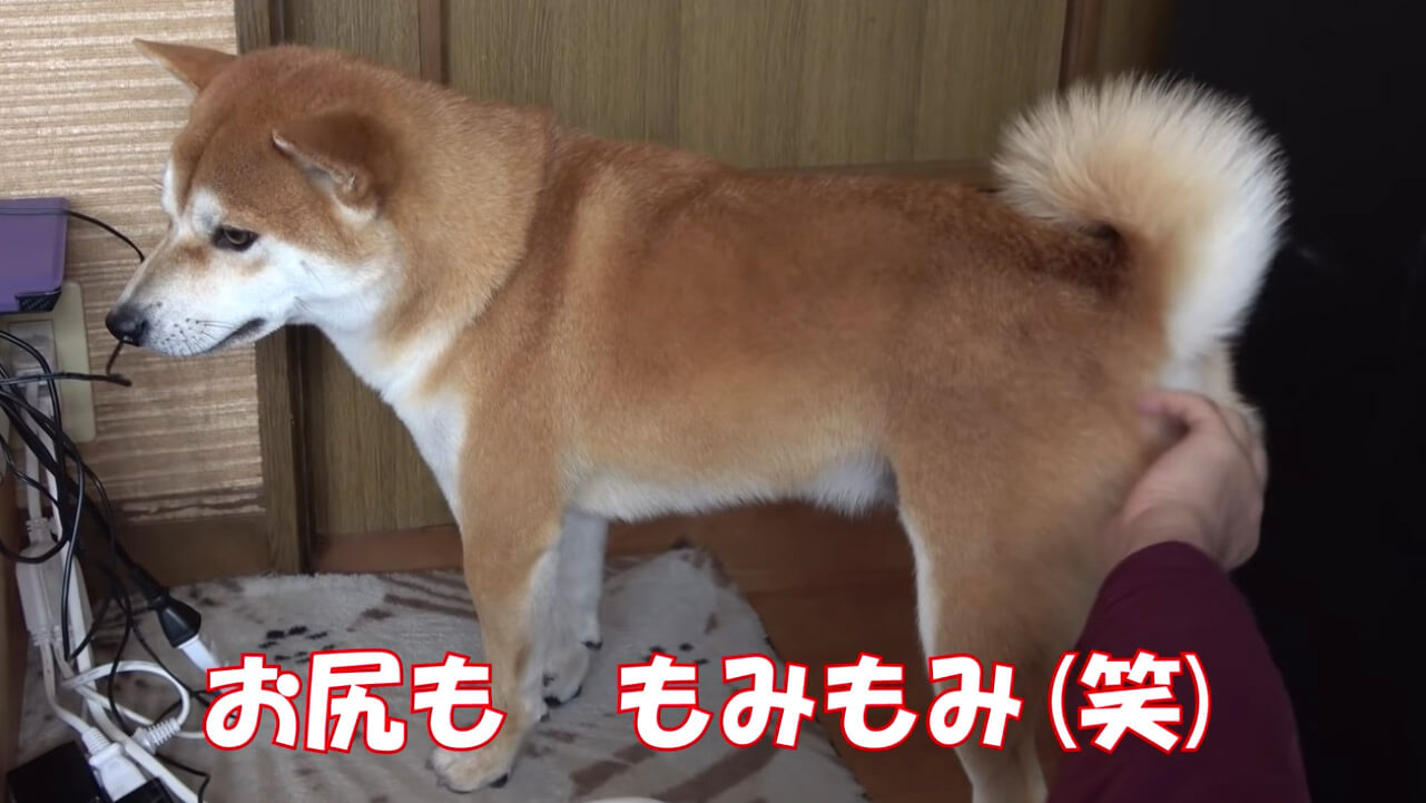 柴犬,YouTube
