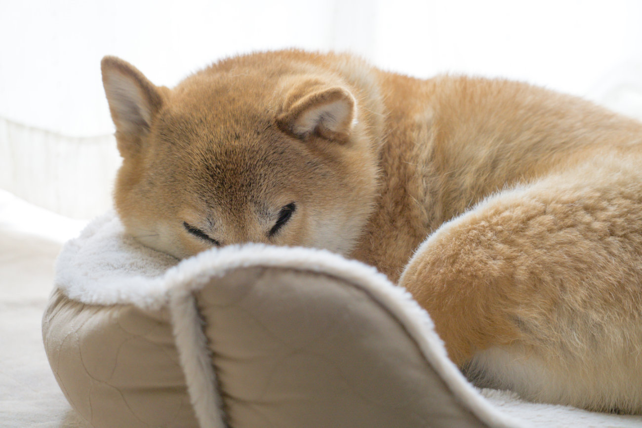 柴犬,ココグルメ