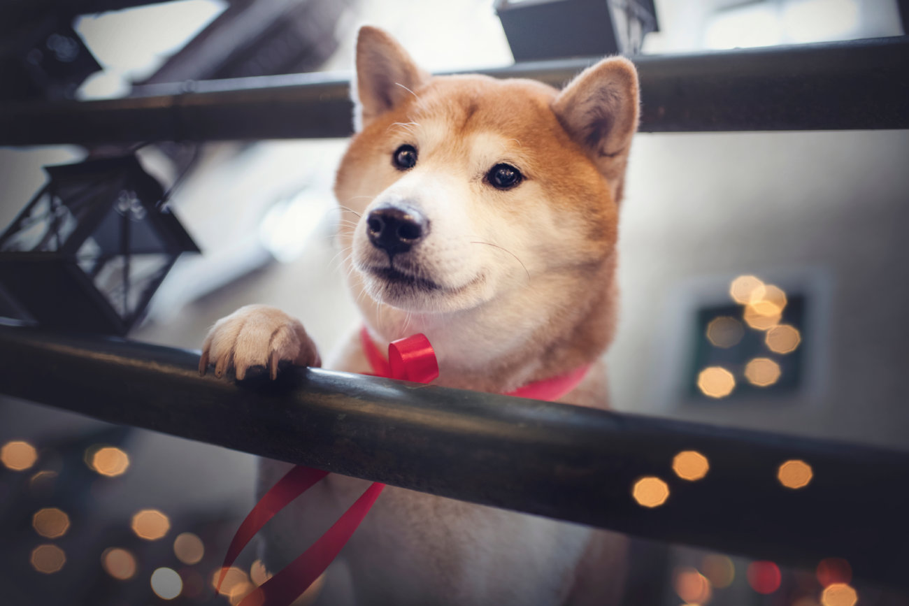 保護犬、柴犬