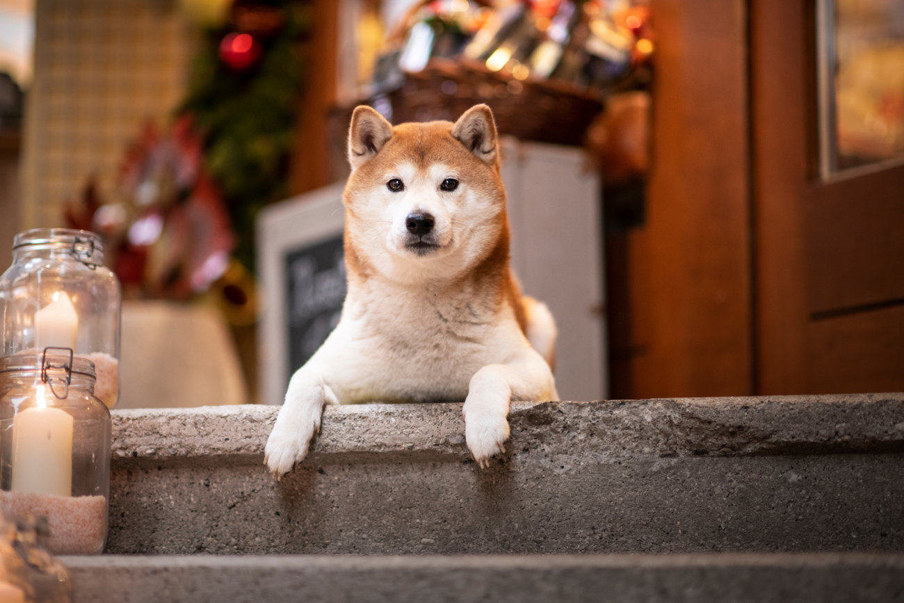 保護犬、柴犬