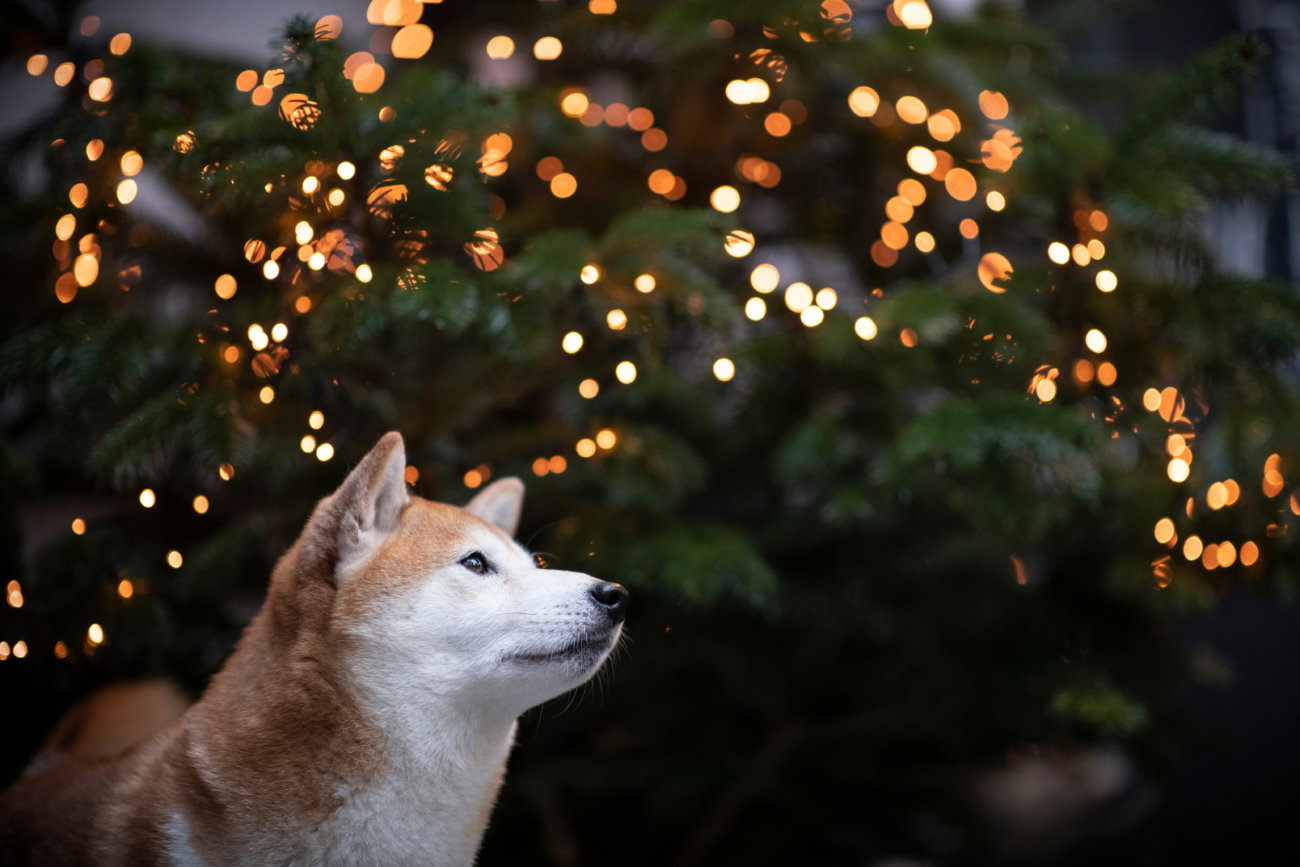 保護犬、柴犬