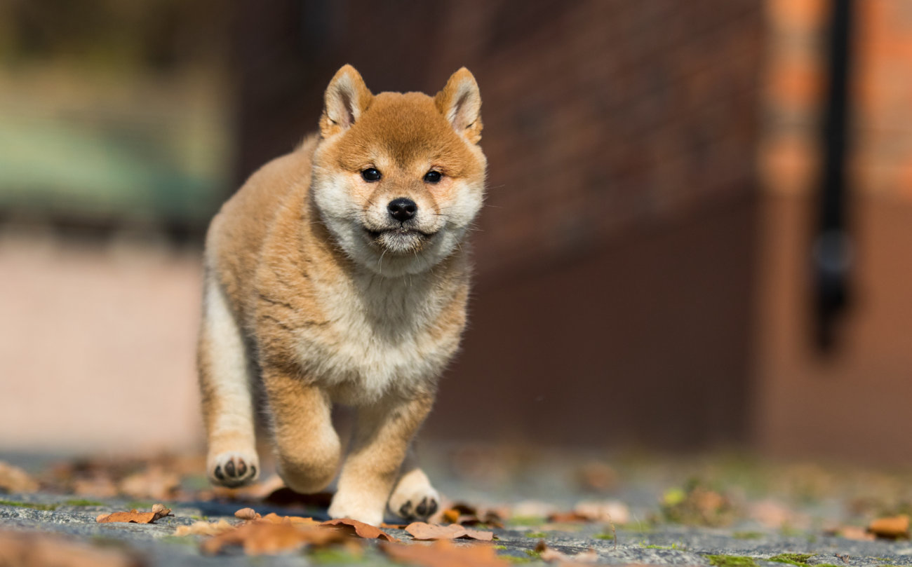 柴犬,ココグルメ